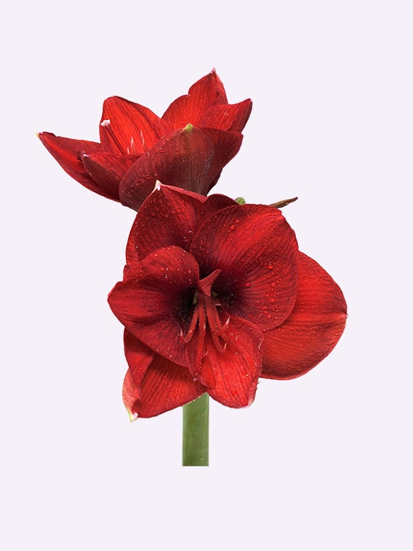 Amaryllis